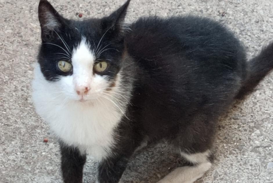 Alerte Disparition Chat Femelle , 17 ans Sète France