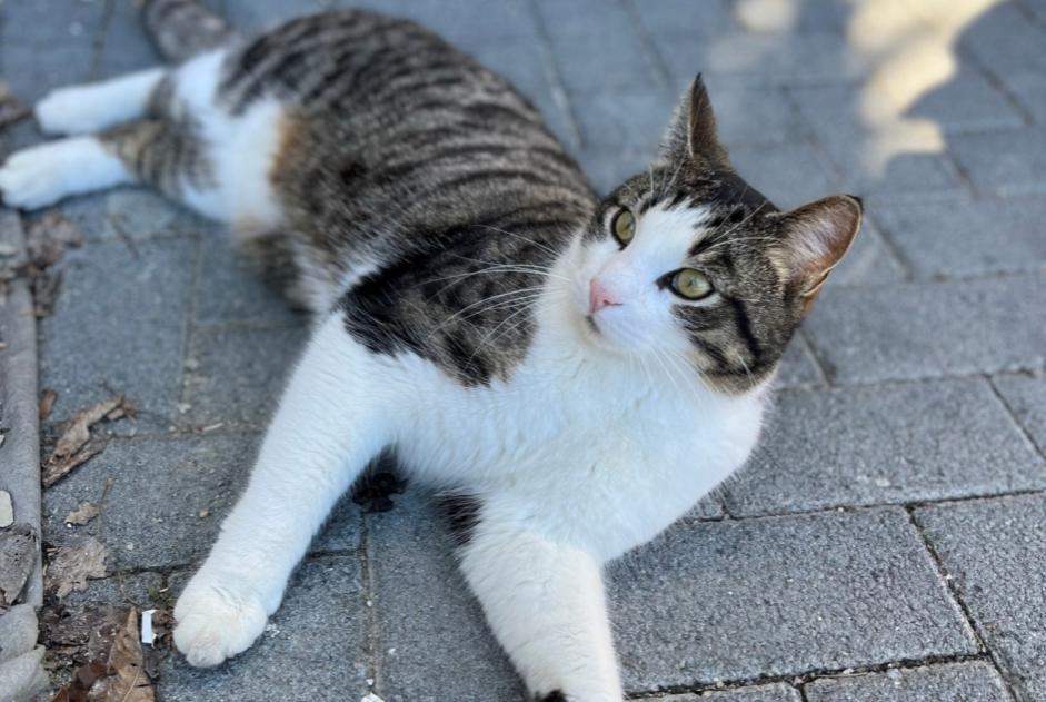 Alerte Disparition Chat croisement Mâle , 5 ans Crans-Montana Suisse