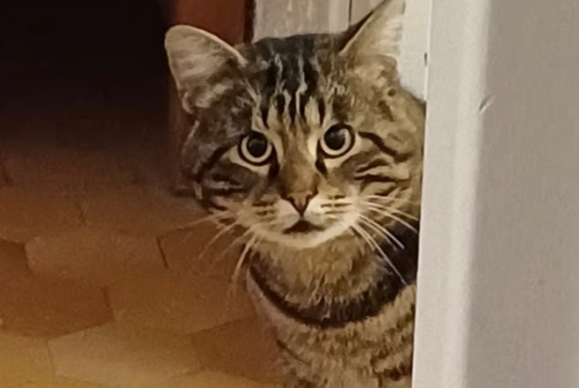 Alerte Disparition Chat Mâle , 4 ans Valence France