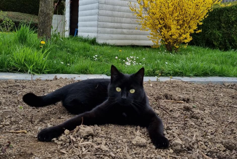 Alerte Disparition Chat Femelle , 3 ans Daillens Suisse