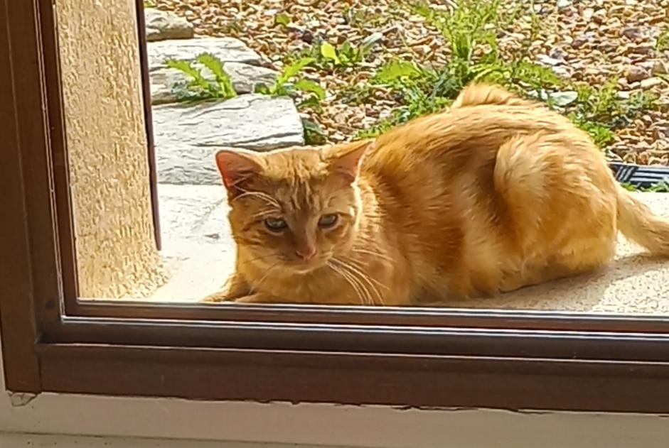 Alerte Disparition Chat Mâle , 3 ans Breteuil France