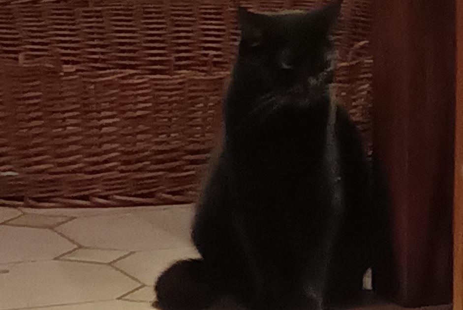 Alerte Disparition Chat Femelle , 7 ans Captieux France