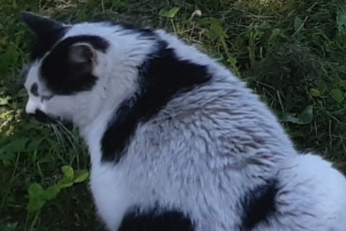 Alerte Disparition Chat Mâle , 9 ans Capoulet-et-Junac France