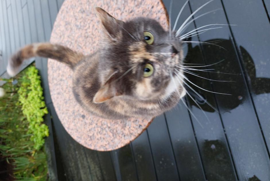 Alerte Découverte Chat Femelle Lorient France