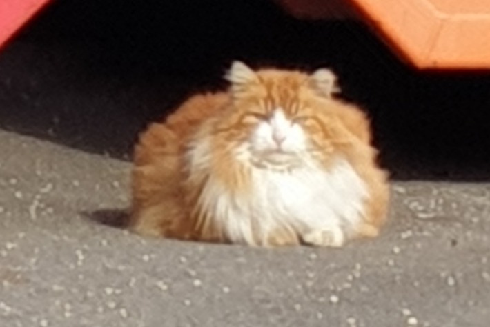 Alerte Découverte Chat croisement Inconnu Orbe Suisse