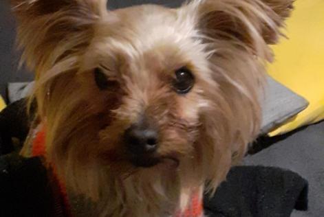 Alerte Disparition Chien  Femelle , 9 ans Villefranche-de-Lauragais France