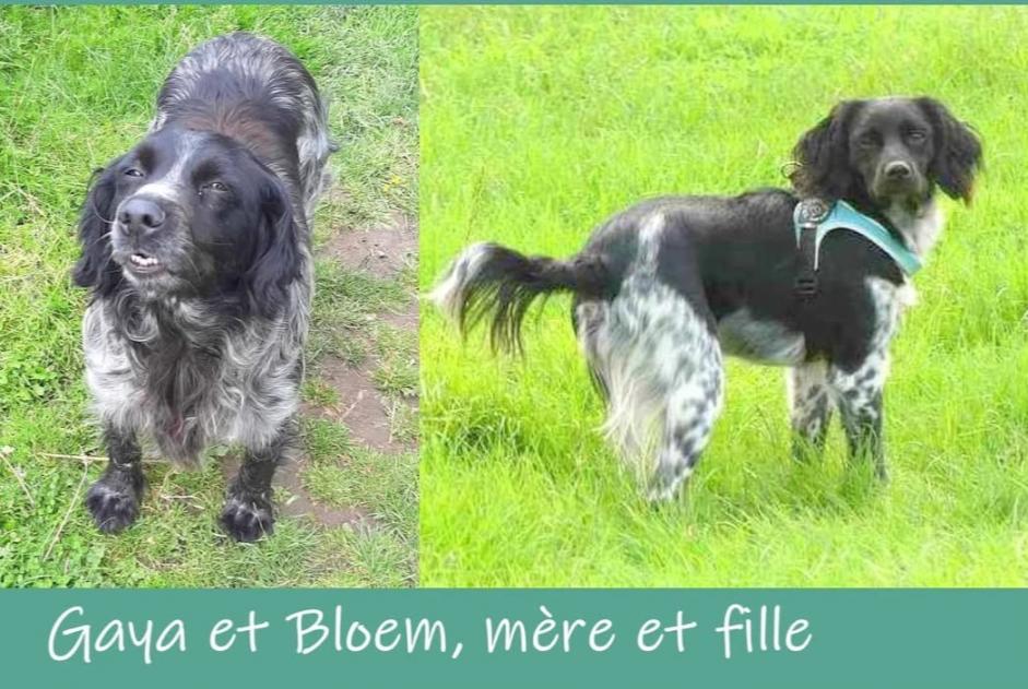 Alerte Disparition Chien  Femelle , 6 ans Comines-Warneton Belgique