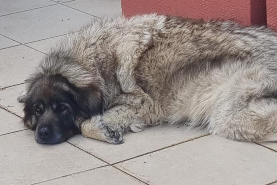 Alerte Disparition Chien  Femelle , 9 ans Benisa Espagne