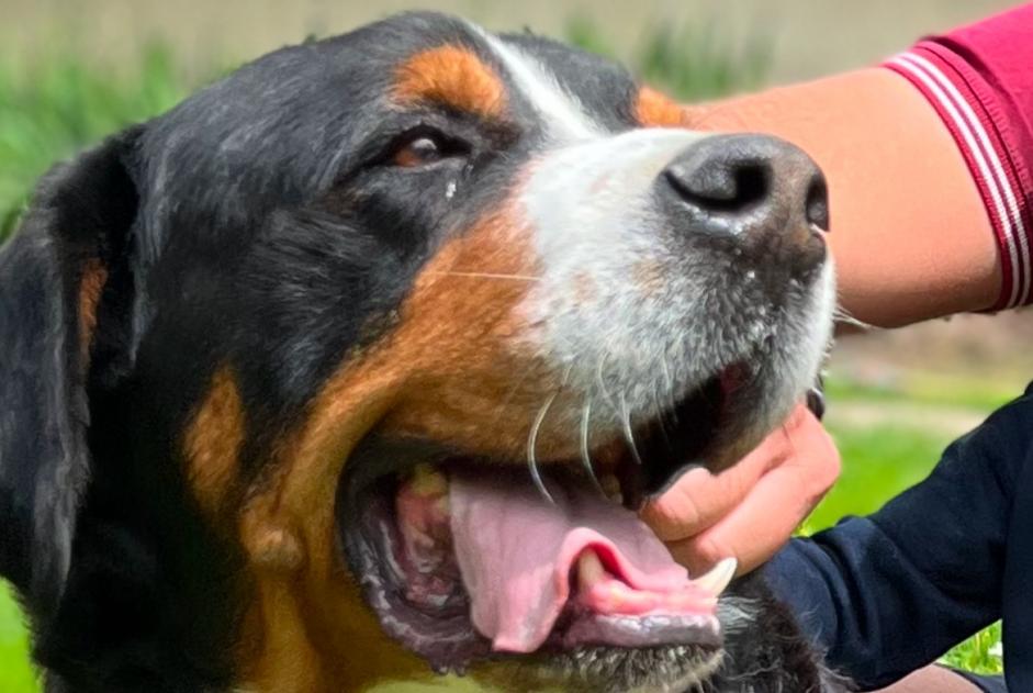 Alerte Disparition Chien  Mâle , 8 ans Saint-Germain-des-Prés France