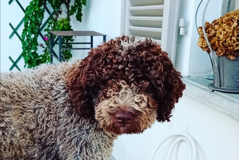 Alerte Disparition Chien  Femelle , 1 ans San Mauro Torinese Italie