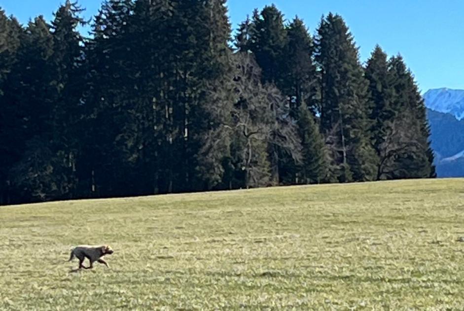 Alerte Découverte Chien Inconnu Riaz Suisse