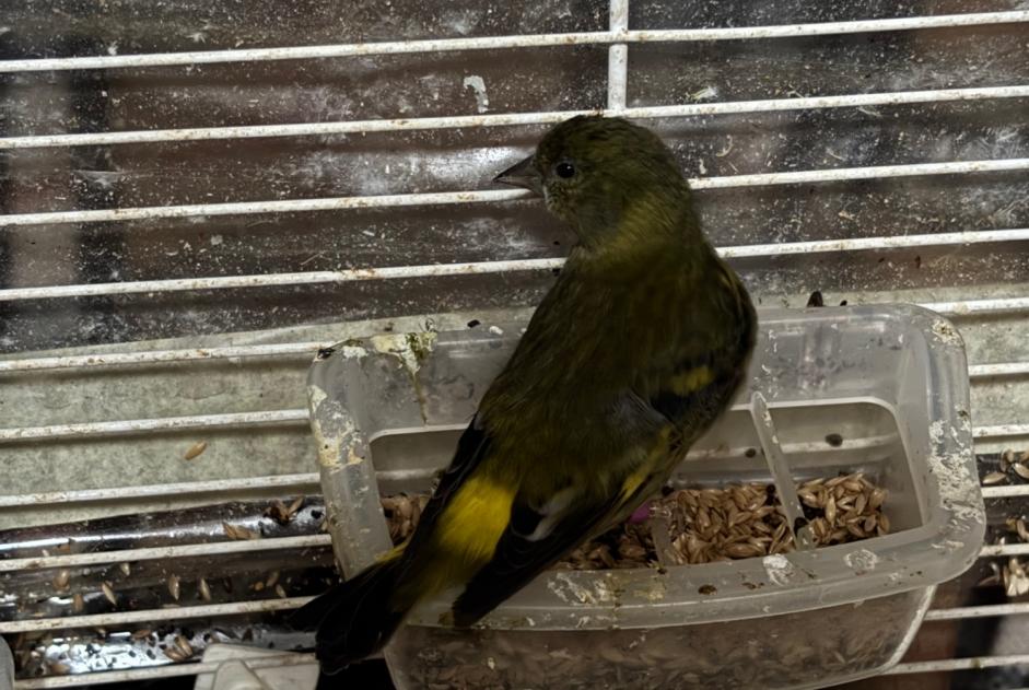 Alerte Découverte Oiseau Inconnu Schaerbeek Belgique