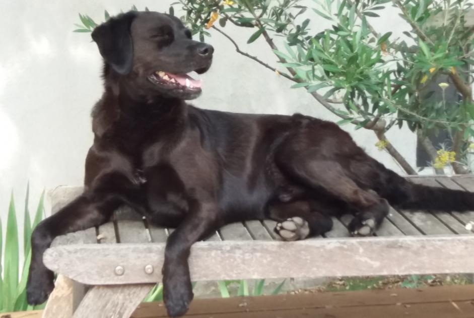 Avviso scomparsa Cane incrocio di razze Maschio , 13 anni Marignane Francia