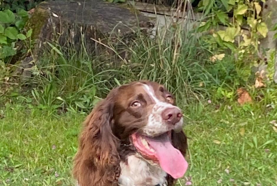 Avviso scomparsa Cane  Maschio , 5 anni Ambès Francia