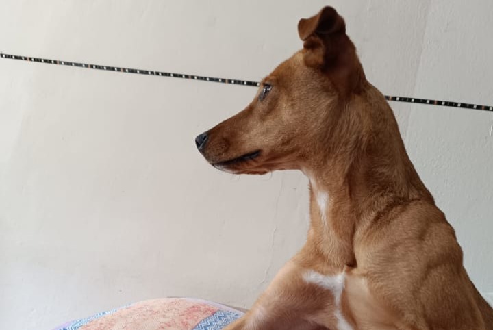 Avviso scomparsa Cane incrocio di razze Femmina , 2 anni San Rocco Seno d'Elvio Italia