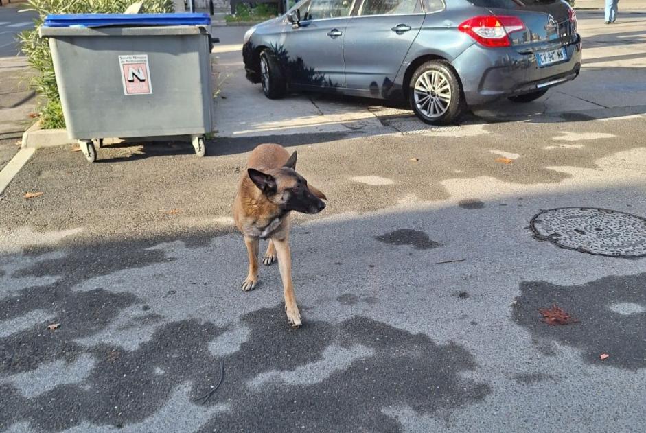 Avviso Ritrovamento Cane  Maschio Nîmes Francia