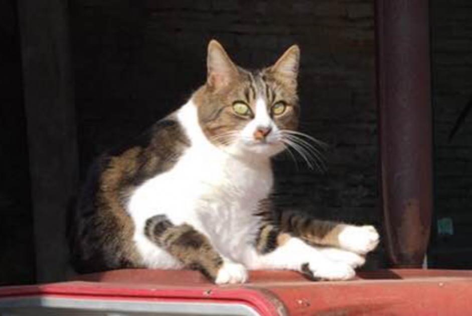 Avviso scomparsa Gatto  Maschio , 12 anni Ligny-le-Châtel Francia