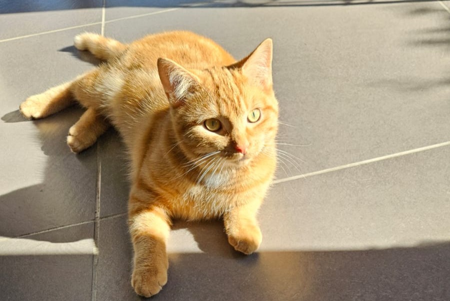 Avviso scomparsa Gatto Maschio , 2 anni Braives Belgio