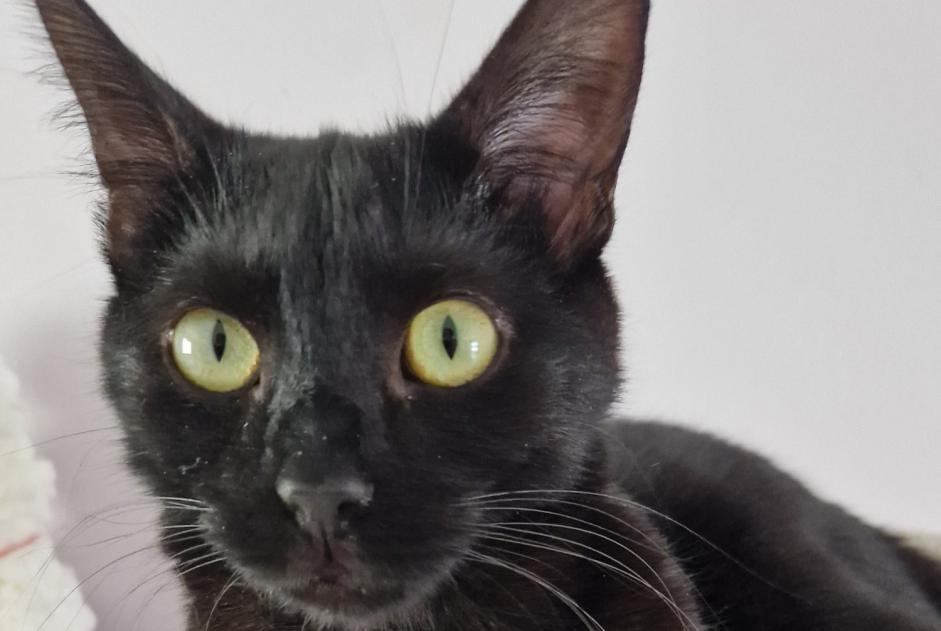 Avviso scomparsa Gatto Maschio , 2 anni Châlons-en-Champagne Francia