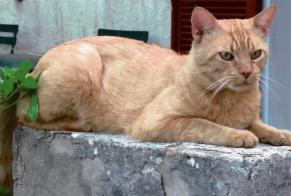 Avviso scomparsa Gatto  Maschio , 12 anni Mimet Francia