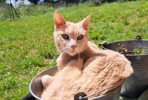 Avviso scomparsa Gatto Maschio , 17 anni Saint-Priest Francia