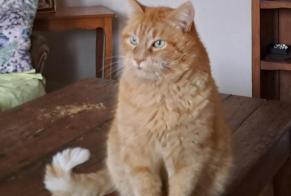 Avviso scomparsa Gatto Maschio , 11 anni Cognac Francia