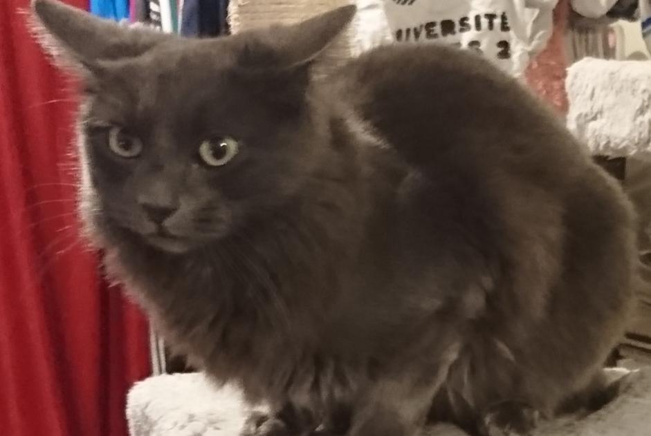 Avviso scomparsa Gatto  Femmina , 5 anni Montgermont Francia