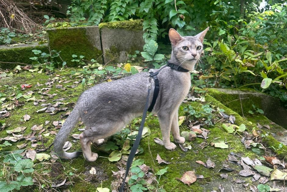 Avviso scomparsa Gatto  Maschio , 4 anni Idar-Oberstein Germania