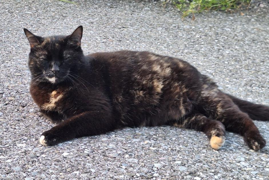 Avviso scomparsa Gatto Femmina , 7 anni Broc Svizzera