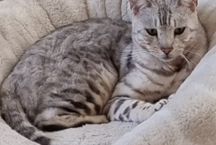 Avviso scomparsa Gatto  Maschio , 3 anni Le Locle Svizzera