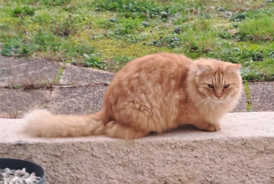 Avviso Ritrovamento Gatto Maschio , 4 anni Le Givre Francia