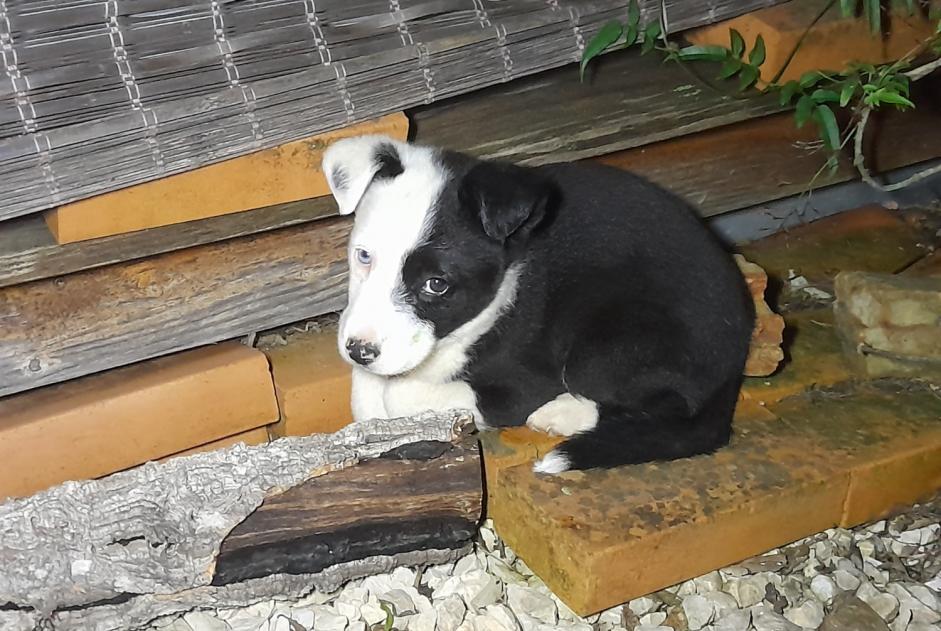 Ontdekkingsalarm Hond rassenvermenging Mannetje São Marcos da Serra Portugal