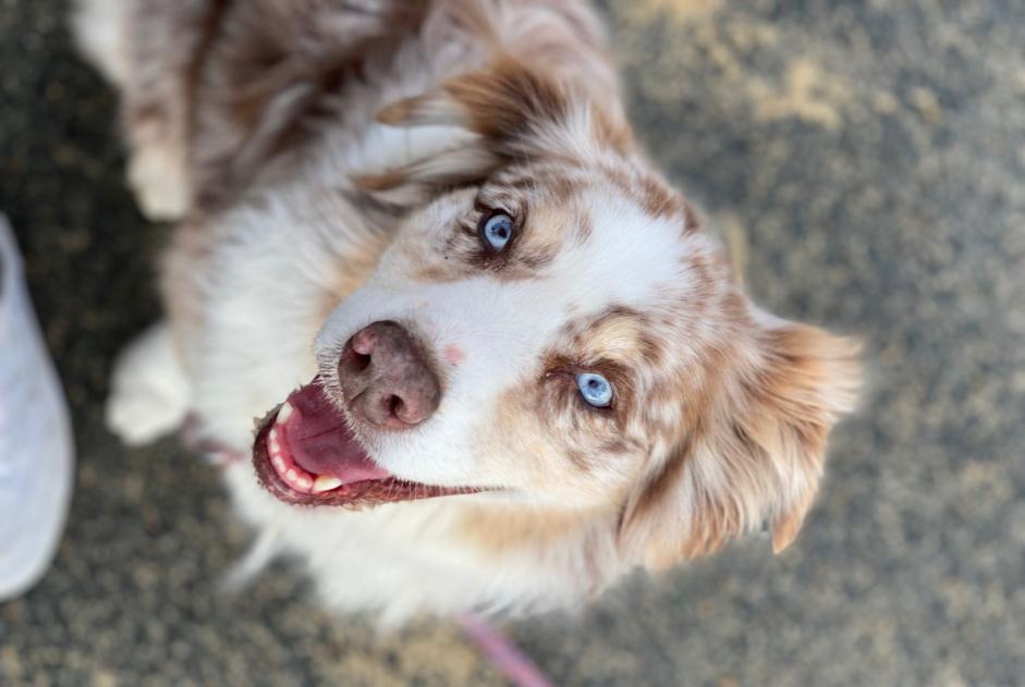 Verdwijningsalarm Hond  Vrouwtje , 9 jaar Capbreton Frankrijk