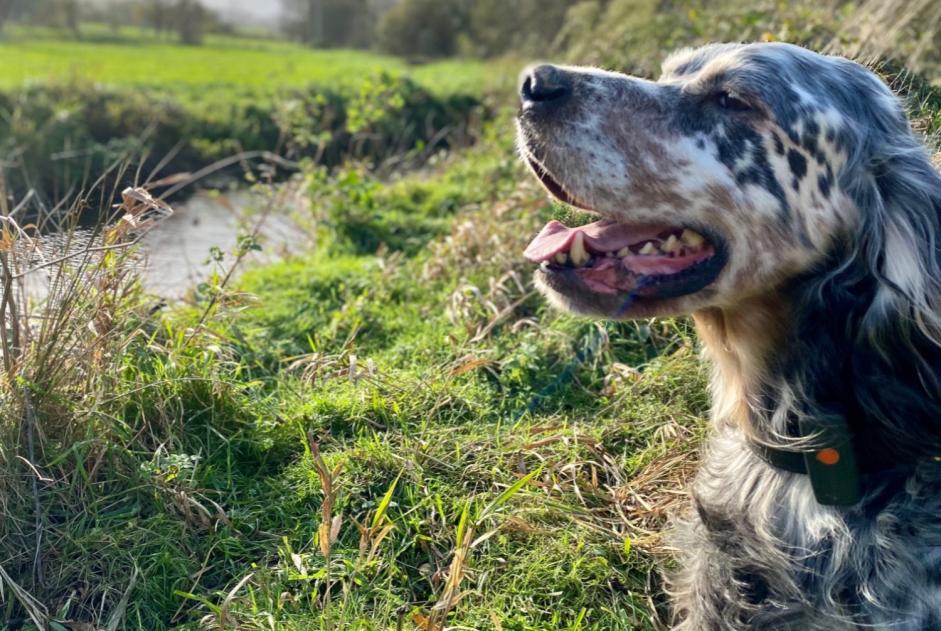 Verdwijningsalarm Hond  Mannetje , 11 jaar Plénée-Jugon Frankrijk