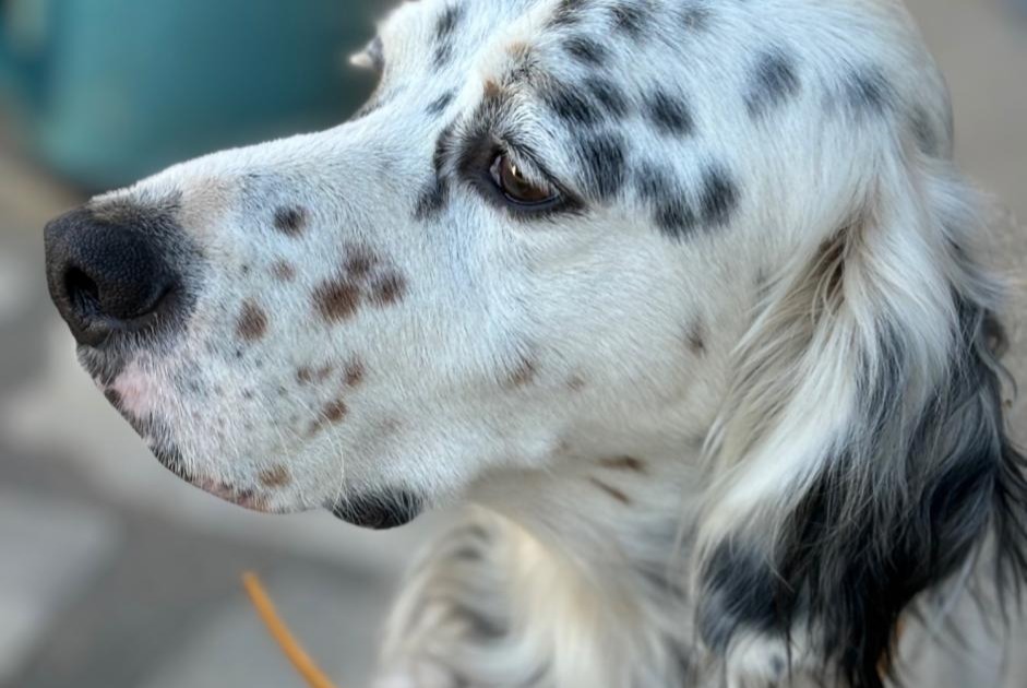 Verdwijningsalarm Hond  Mannetje , 6 jaar Huismes Frankrijk