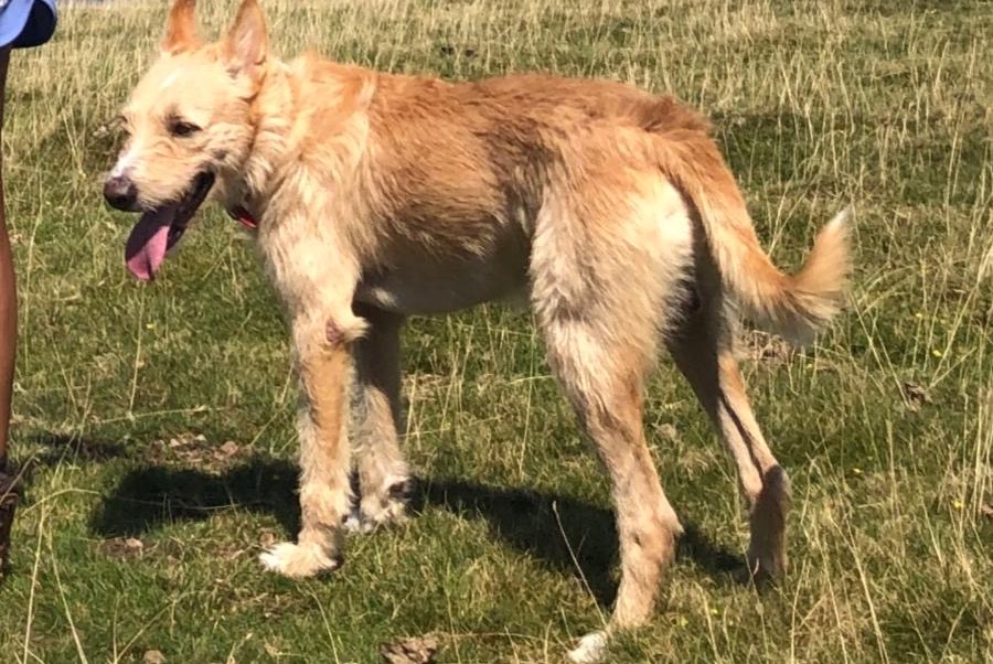 Alerta desaparecimento Cão cruzamento Macho , 30 anos Pedralba Spain