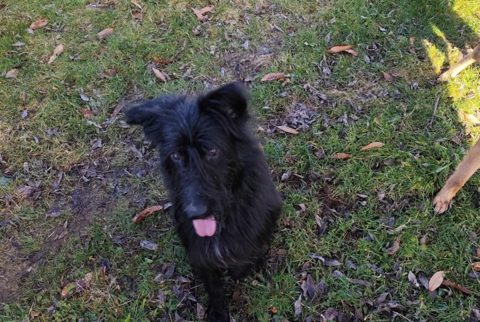 Alerta descoberta Cão  Macho Saint-Denis-des-Murs France