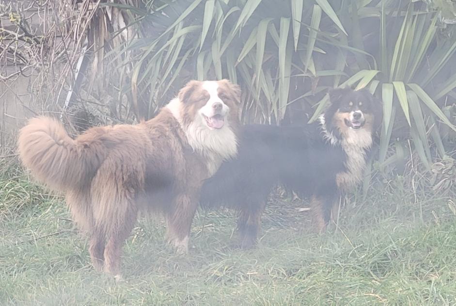 Alerta descoberta Cão  Desconhecido Pouldreuzic France