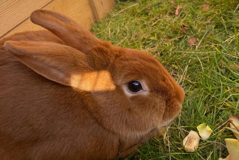 Alerta descoberta Coelho Desconhecido Bourg-en-Bresse France