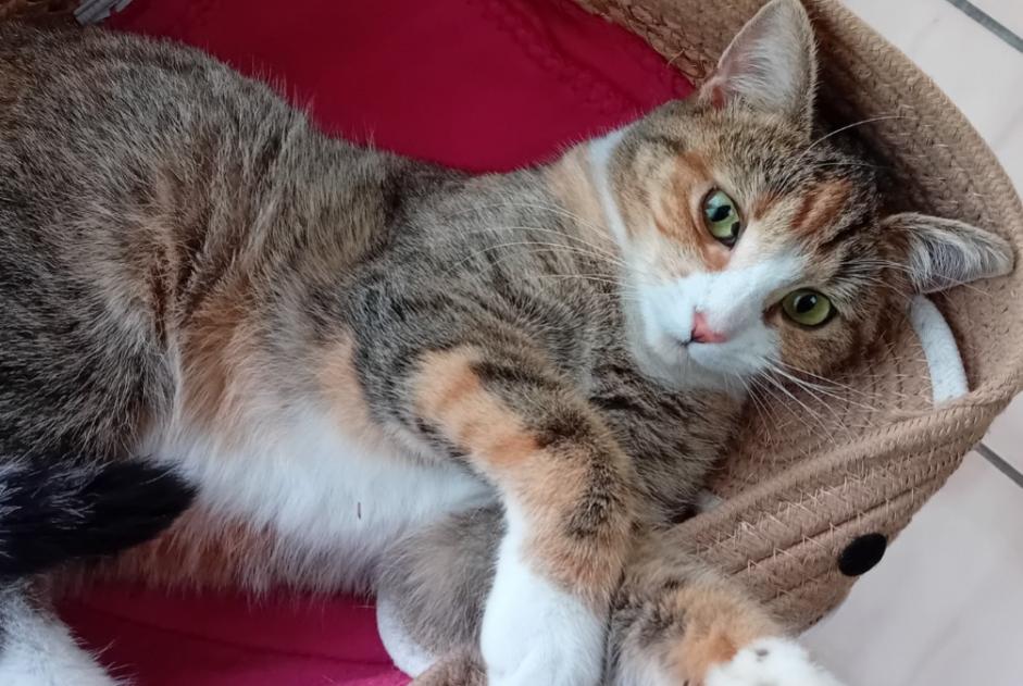 Alerta desaparecimento Gato cruzamento Fêmea , 2 anos Verviers Belgium