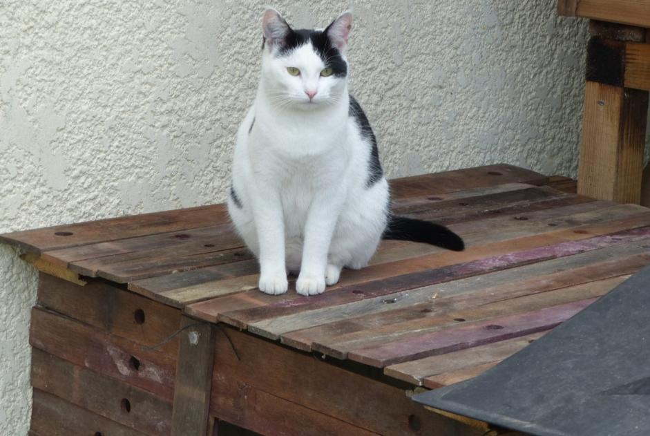 Alerta desaparecimento Gato  Fêmea , 7 anos Blaignan France