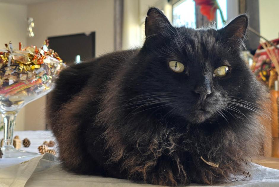 Alerta desaparecimento Gato cruzamento Macho , 9 anos Saint-Priest France