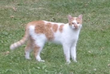 Alerta desaparecimento Gato  Macho , 4 anos Auray France