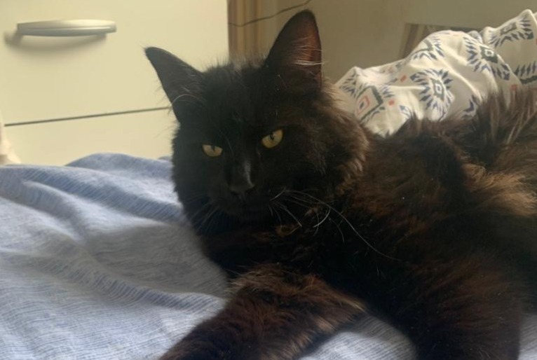 Alerta desaparecimento Gato Macho , 3 anos Brive-la-Gaillarde France