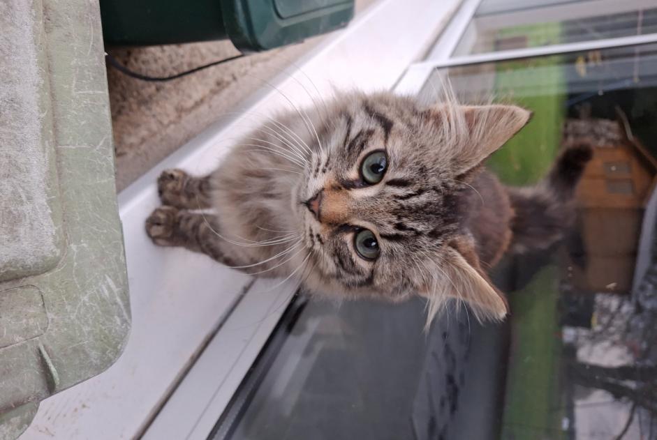 Alerta descoberta Gato Desconhecido Strueth France