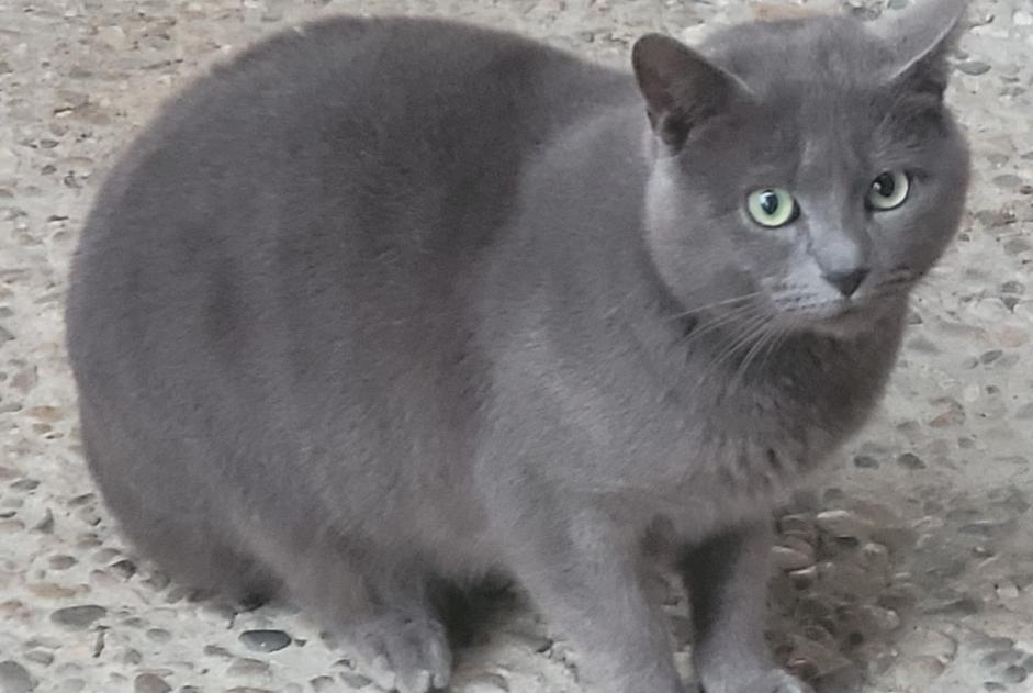 Alerta descoberta Gato cruzamento Macho Clairac France